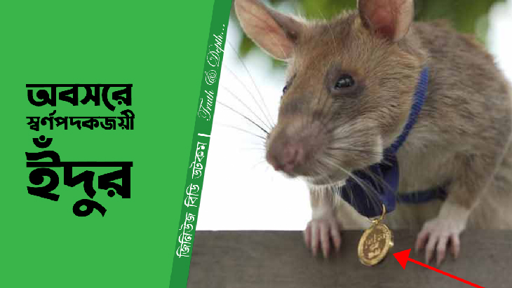 স্বর্ণপদকজয়ী ইঁদুর মাগাওয়া